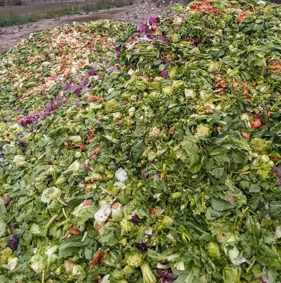 Large pile of food waste composting.