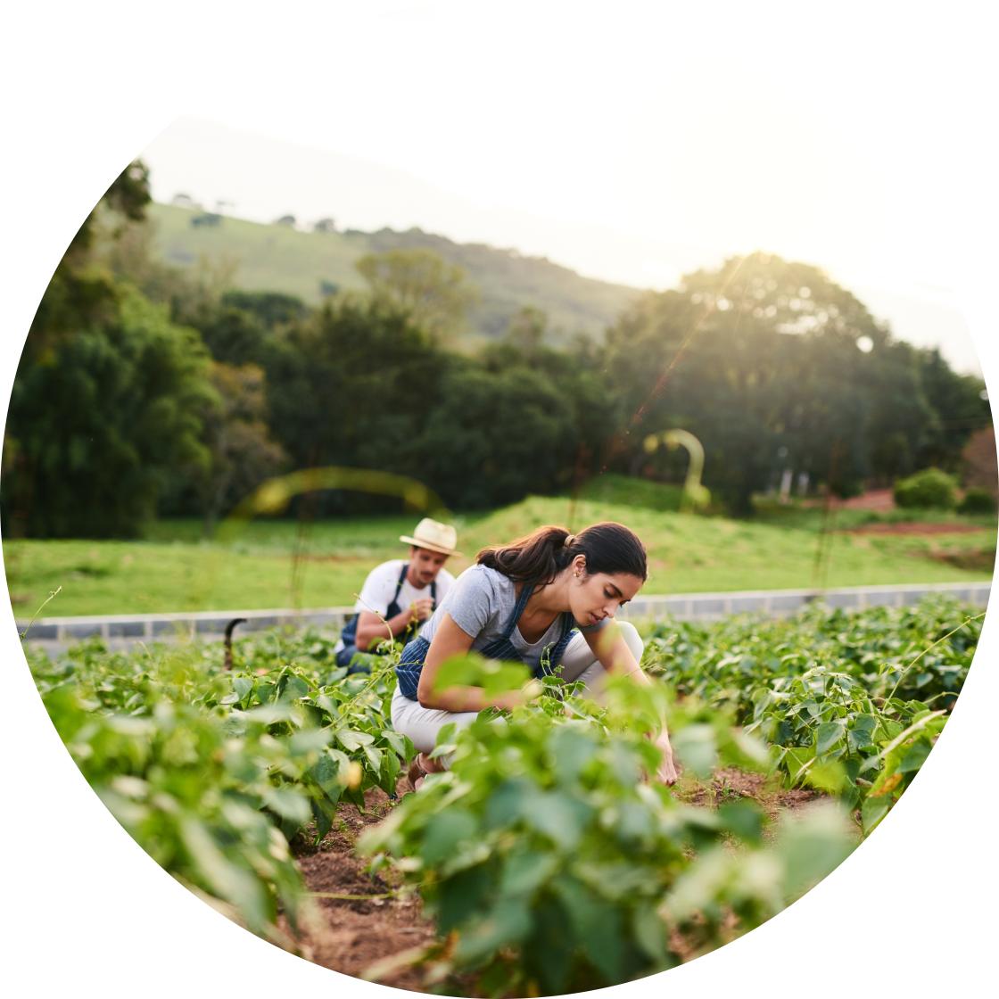 Woman tending to plants on farm.