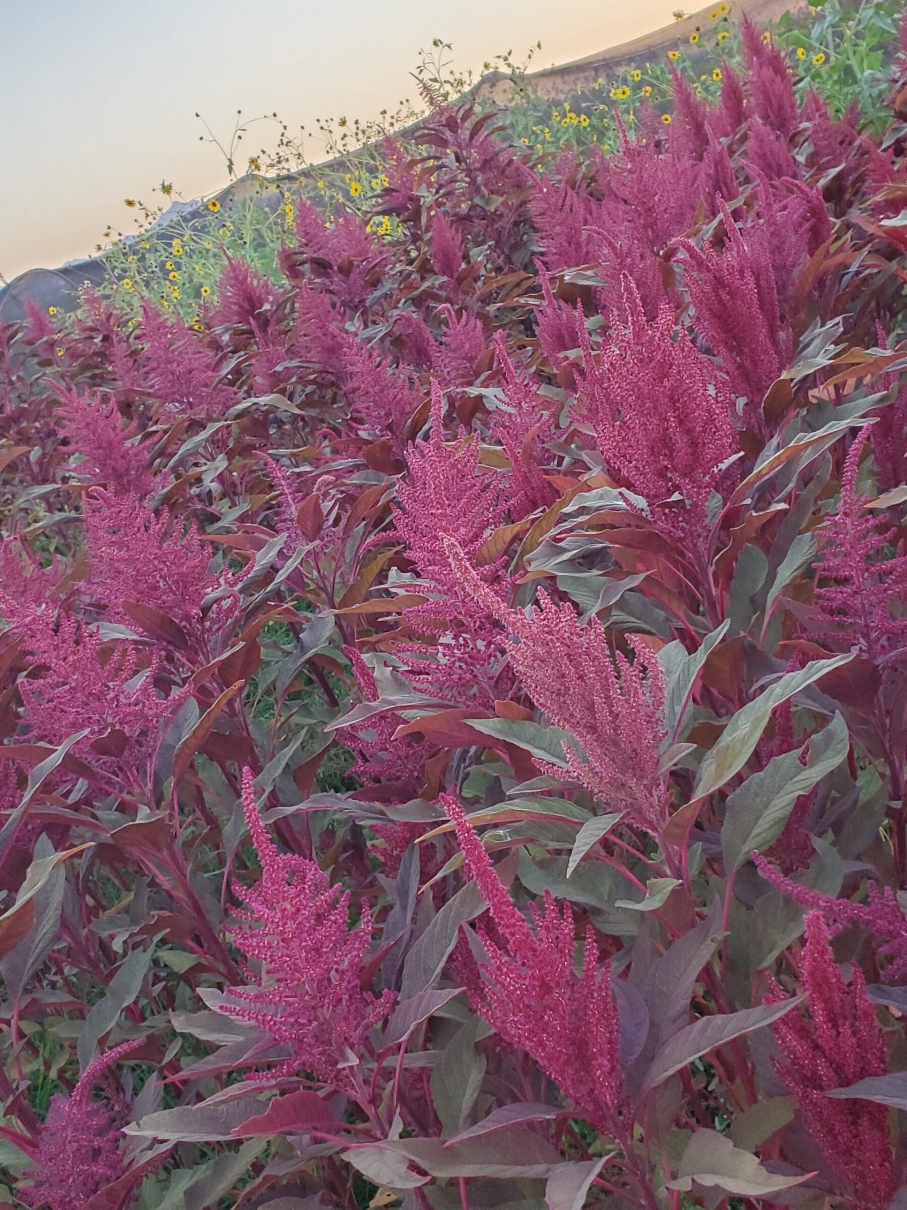 A field of purple flowers in the sun.